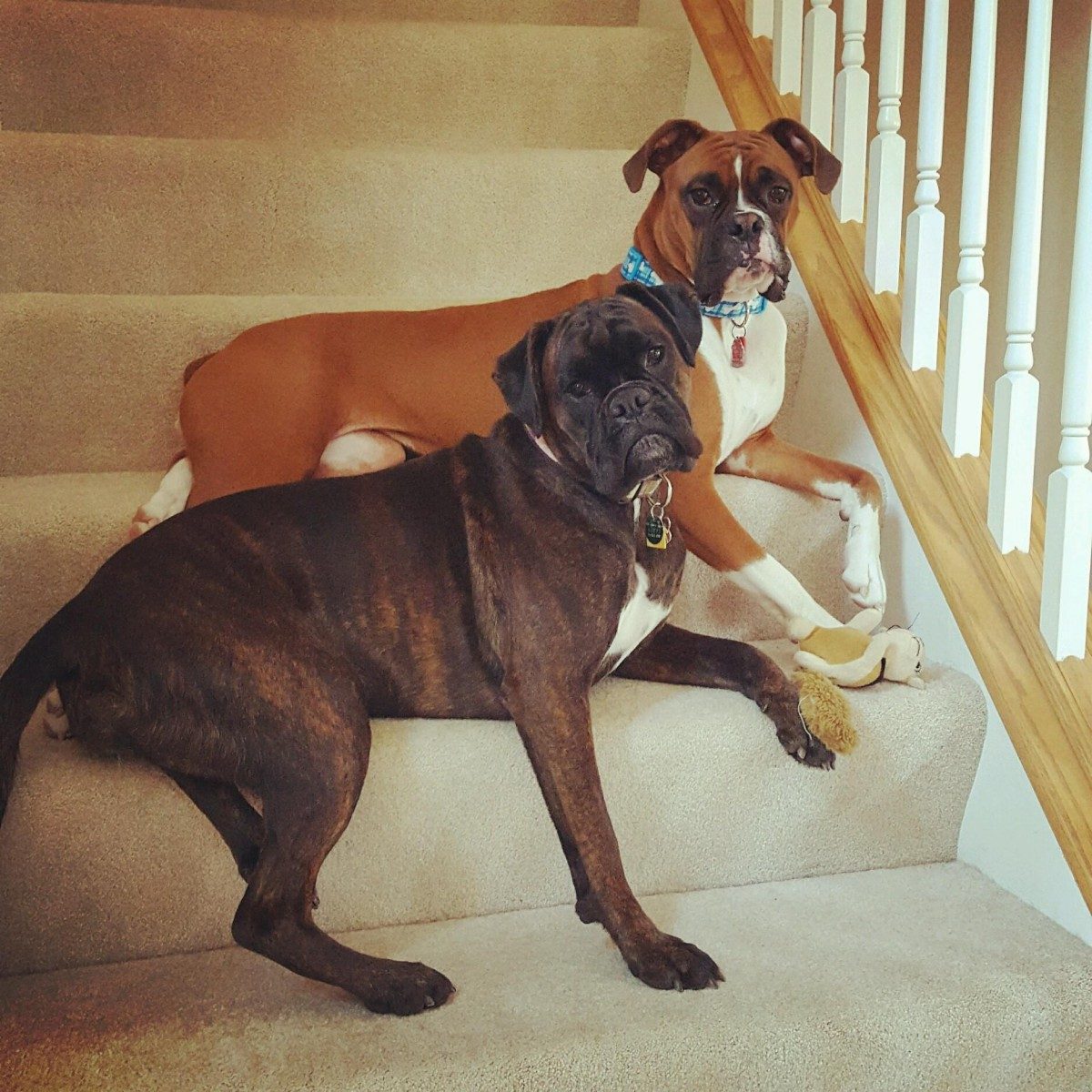 two boxers laying on stairs