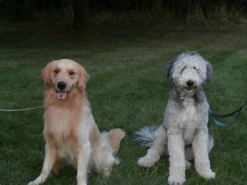 two dogs sitting on the grass