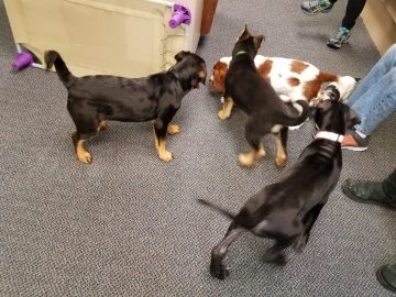 four puppies in a room