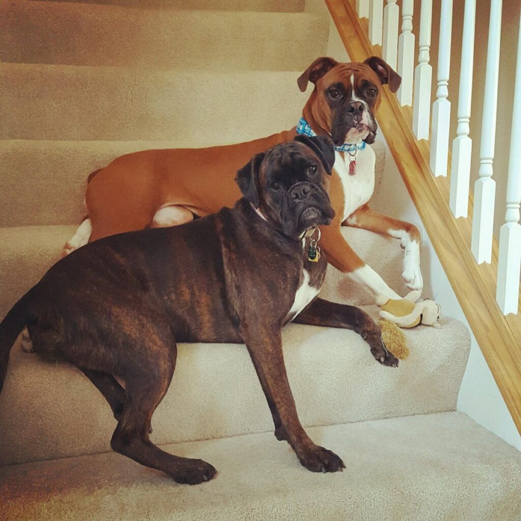 Two Boxer dogs relaxing together on a carpeted staircase inside a home.