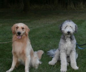 A golden retriever and a gray and white poodle mix sit on grass, each with a leash, facing the camera.
