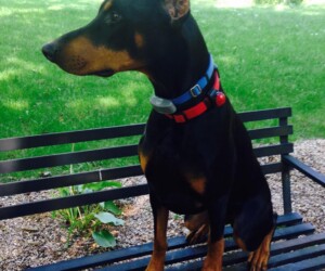 A Doberman with a red and blue collar sits on a black metal bench outdoors, facing left.