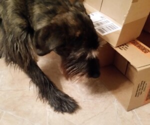 Dog sniffing near stacked cardboard boxes on a tiled floor, with its head close to an open box.