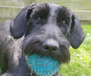 Black dog lying on grass with a blue spiky ball in its mouth, wearing a collar with a tag, plants in background.