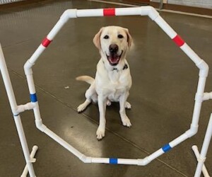 Yellow Labrador sitting behind a PVC pipe hoop obstacle in an indoor training area.