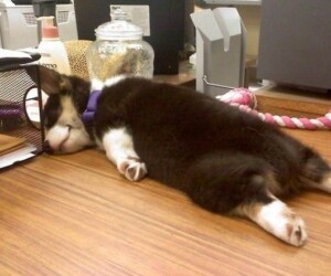 A small black and white puppy with a purple collar sleeps on a wooden desk near office supplies.