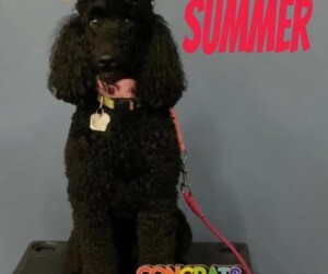 A black poodle wearing a graduation cap sits next to a "Congrats Grad!" sign with "Summer" written in red text.